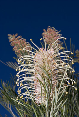 Grevillea - Superb