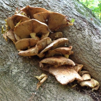 Fungi in Birchanger Wood
