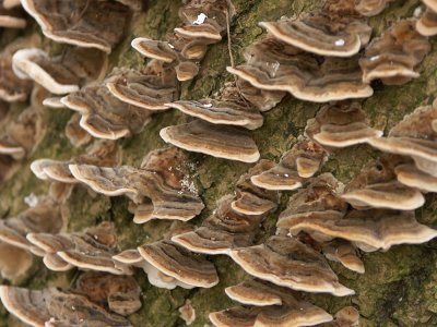 Fungi in Birchanger Wood
