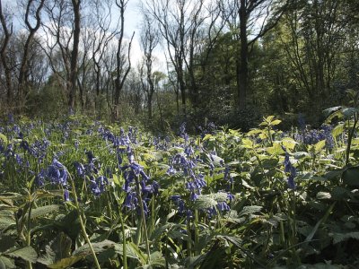 Flora in Birchanger Wood