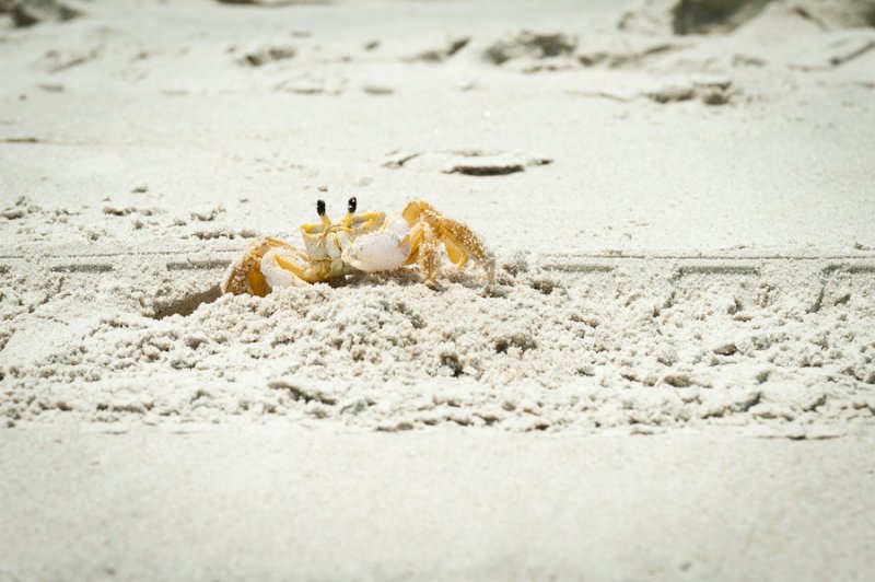 Beach11-013.jpg