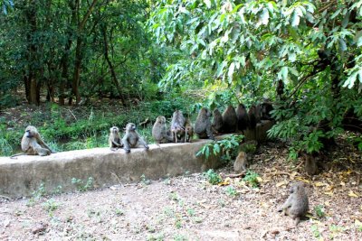 Baboon Meeting