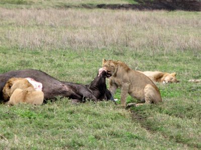 Lions feeding...
