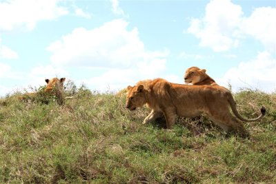 A young male Lion and his Family