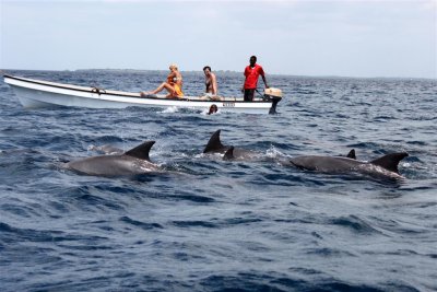 Dolphins swimming around the Boat