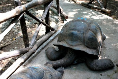 126-year-old Land Tortoise