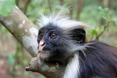 A baby red Colobus