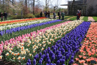 Tulip carpet