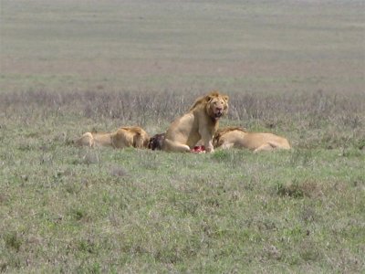 Lions feeding