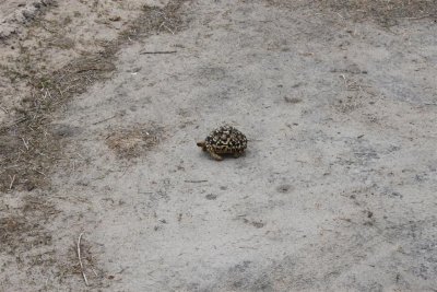 A Land Tortoise