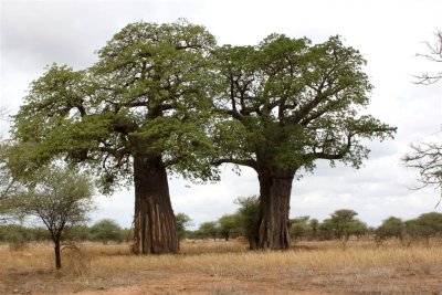 Twin Bread Trees