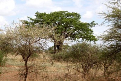 Local People used to live in the big Holes in the Tree