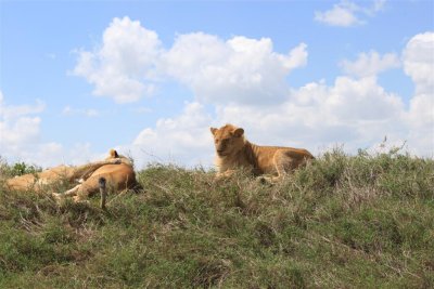 A Lion Family