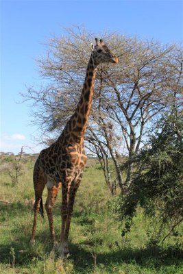 Giraffe, the Name came from Arabic...