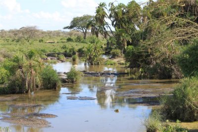 The Hippo Pool