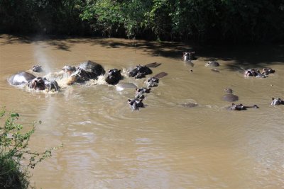 Hippos fighting