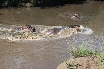 Hippos chasing