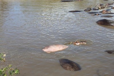 A lazy Hippo