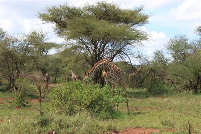 Girrafe Feeding