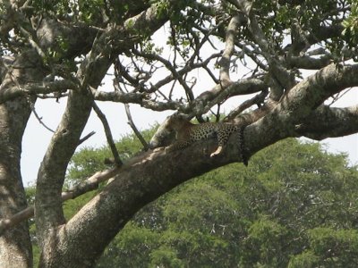 Leopard resting on the Tree