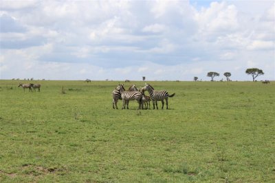 Zebras forming a Circle to protect the Pony