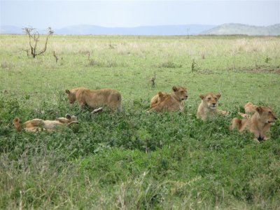 Female Lions and Cubs