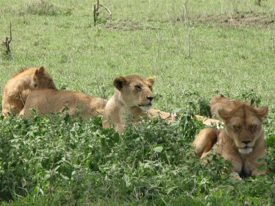 Female Lions