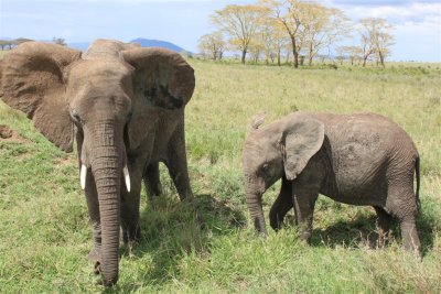 Elephant Mama and Kid