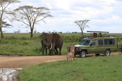 Mother Elephant protecting her Kid from the Car
