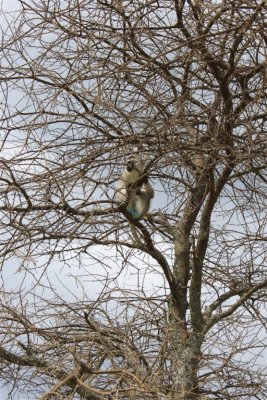 Monkey with light blue Eggs