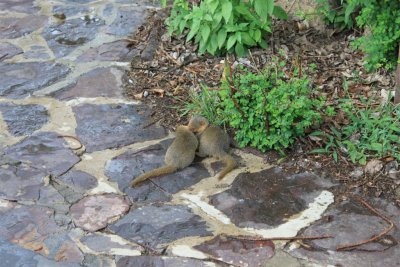 Meerkat playing