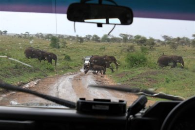 Elephants crossing the Street