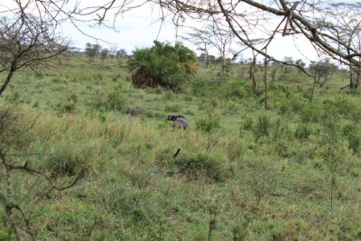 African Buffalo