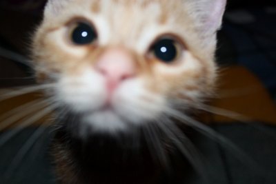 Baby Cats