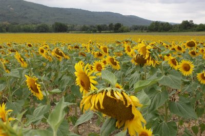 Sunflower Field