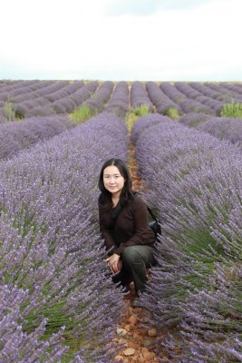 Lavendel, Provence