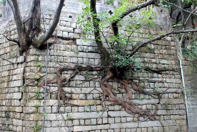 A Tree growing in the Wall