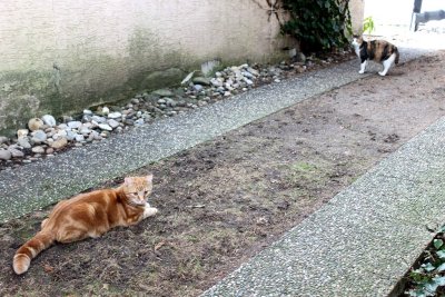 Playing in the Garden