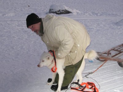 Travel guide gentlly releases the dogs from the sledge, and gives them food...