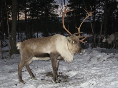 Ruldoph, the reindeer...