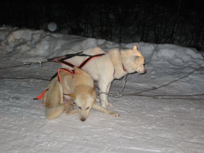 Again the nice sledge dogs help us to get home...