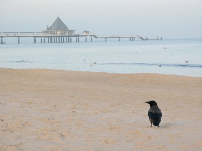 Crow on the Beach
