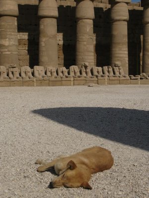 A Dog sleeping in Karnak Temple