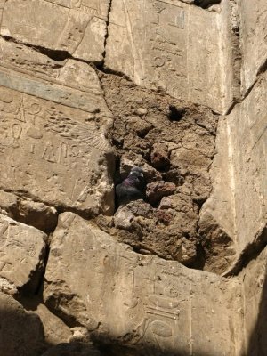 Peagon making its Nest in the Wall, Luxor Temple