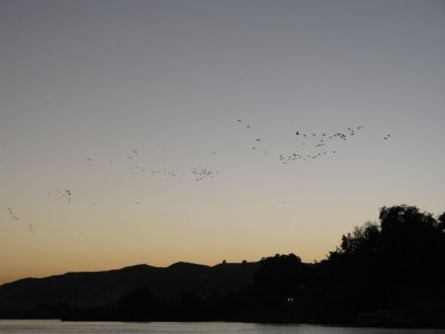 Birds coming in the Evening