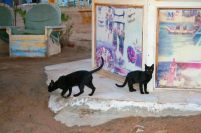 9197 Black cats in Sharm.jpg