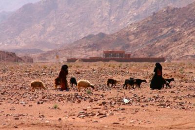 9382 Bedouin goat herders.jpg