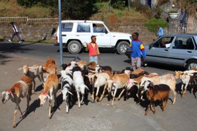 0237 Goats in Addis.jpg
