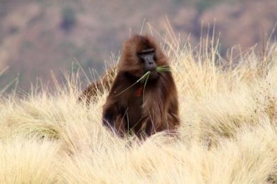 0865 Gelada Baboon.jpg