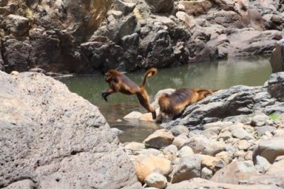 1100 Flying Baboon.jpg